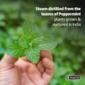 De la Cruz Peppermint Essential Oil 100% Peppermint Oil for Aromatherapy Steam - Thumbnail 2