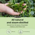 De la Cruz 100% Pure Tea Tree Essential Oil From Australia Steam Distilled for - Thumbnail 2