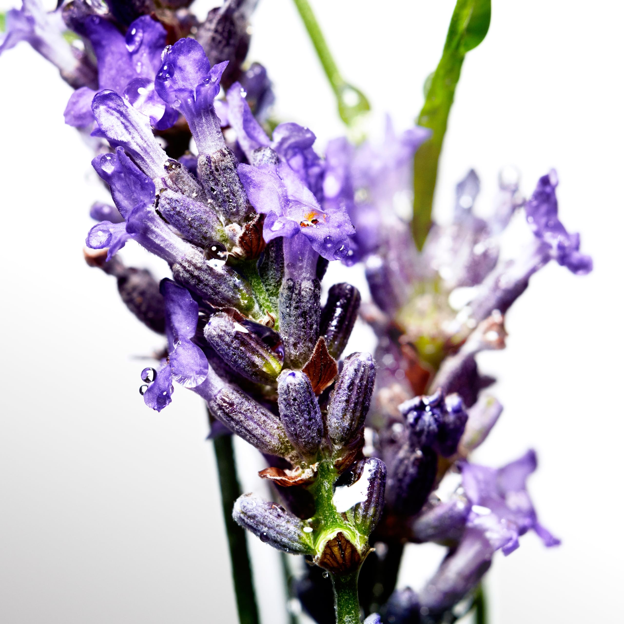 [Deodorant] Davidoff Cool Water Deodorant With Notes of Coriander Mint Lavender Amber 5 Fl