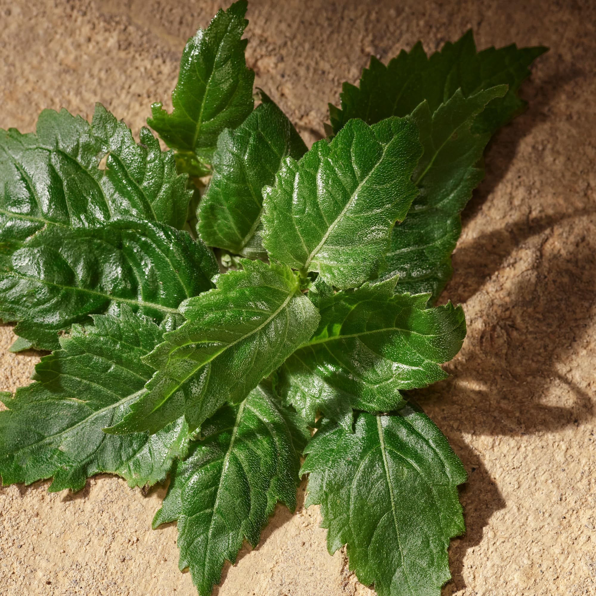 Dg Devotion 1.7 M Italy 20pcs Bybox EDP - Thumbnail 2