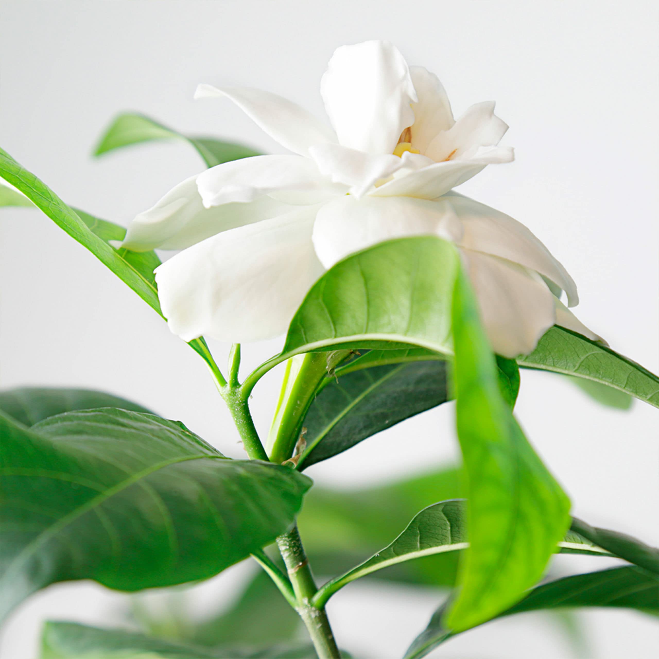 [Set] Eau My Planet 3.4 + Rausable Water Bottle 4pcs Bybox EDT - Thumbnail 2