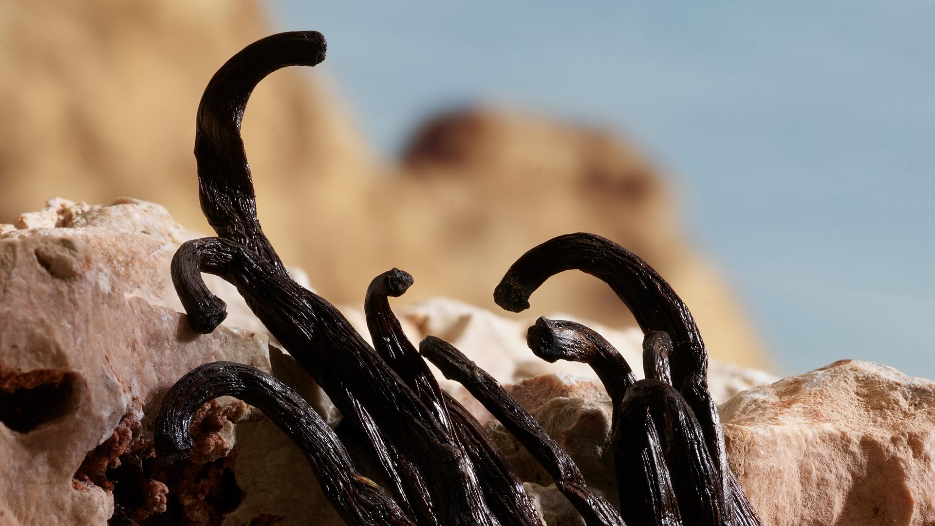 Dg Queen Parfum 1.7 L Italy 20pcs Bybox - Thumbnail 3