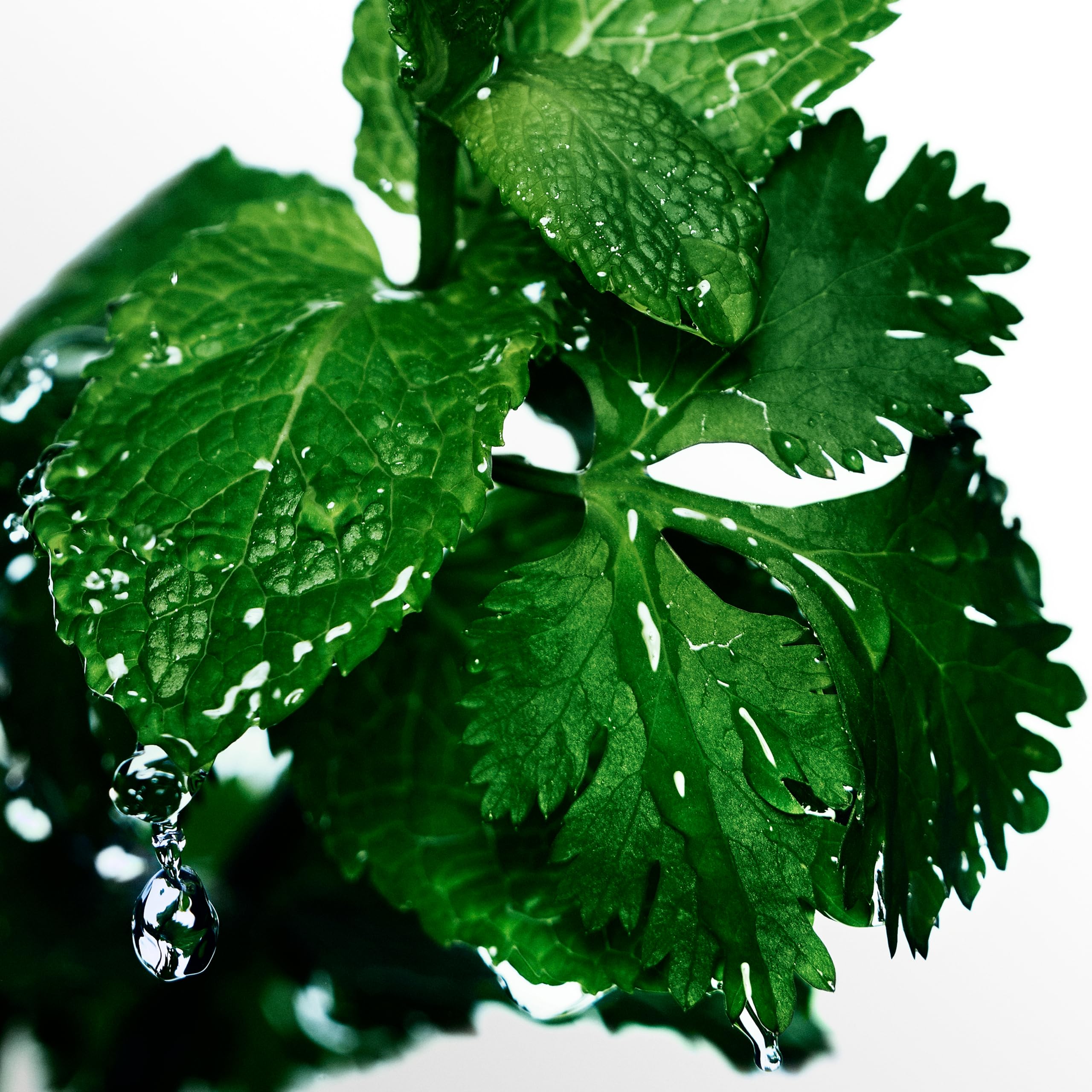 Davidoff Cool Water Aromatic Cologne With Notes of Coriander Mint Lavender