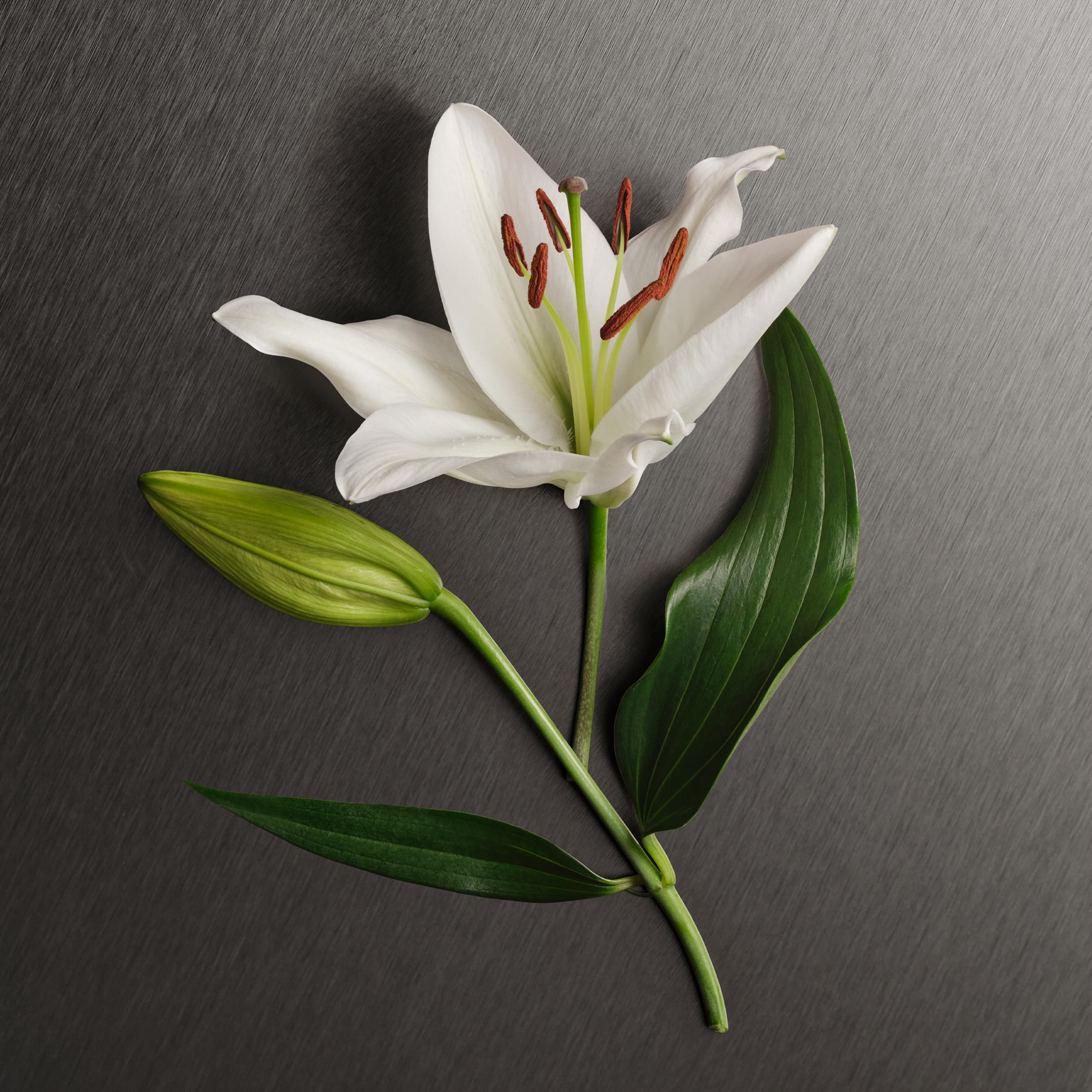 [Body Lotion] Eternity 6.7 B/l L Usa 1pcs Bybox - Thumbnail 2