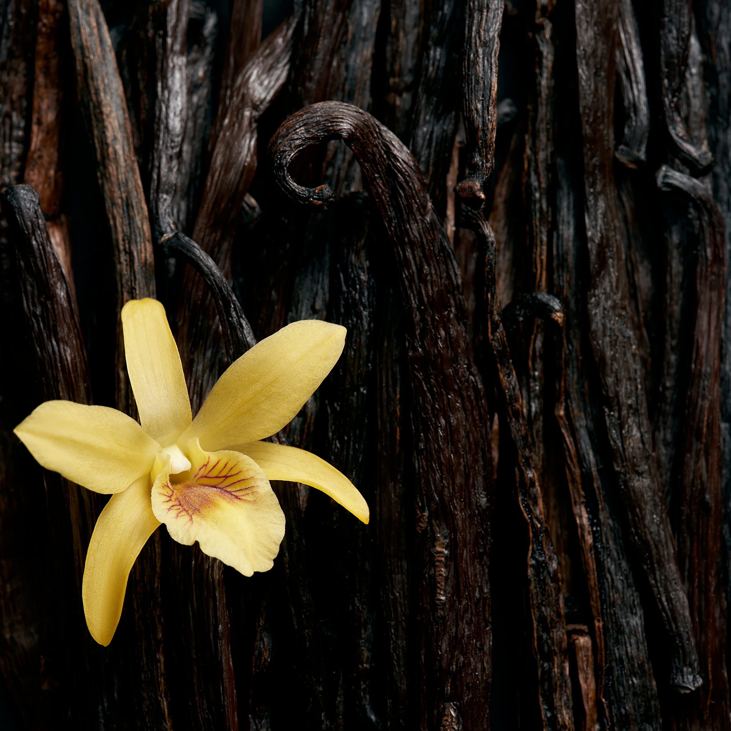 Escada Celebrate Now 2.7 L France 16pcs Bybox EDP - Thumbnail 2