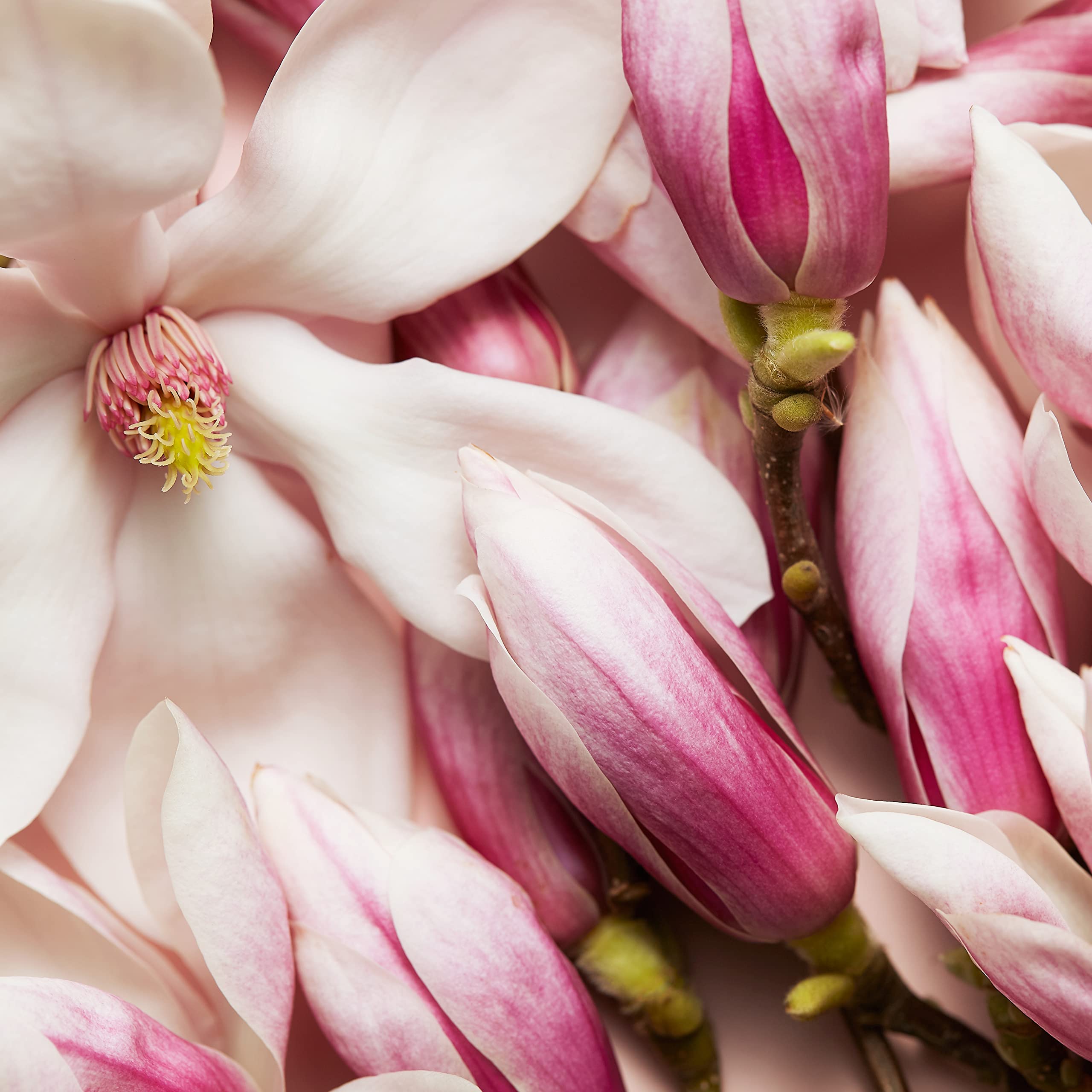 Escada Celebrate Now 2.7 L France 16pcs Bybox EDP