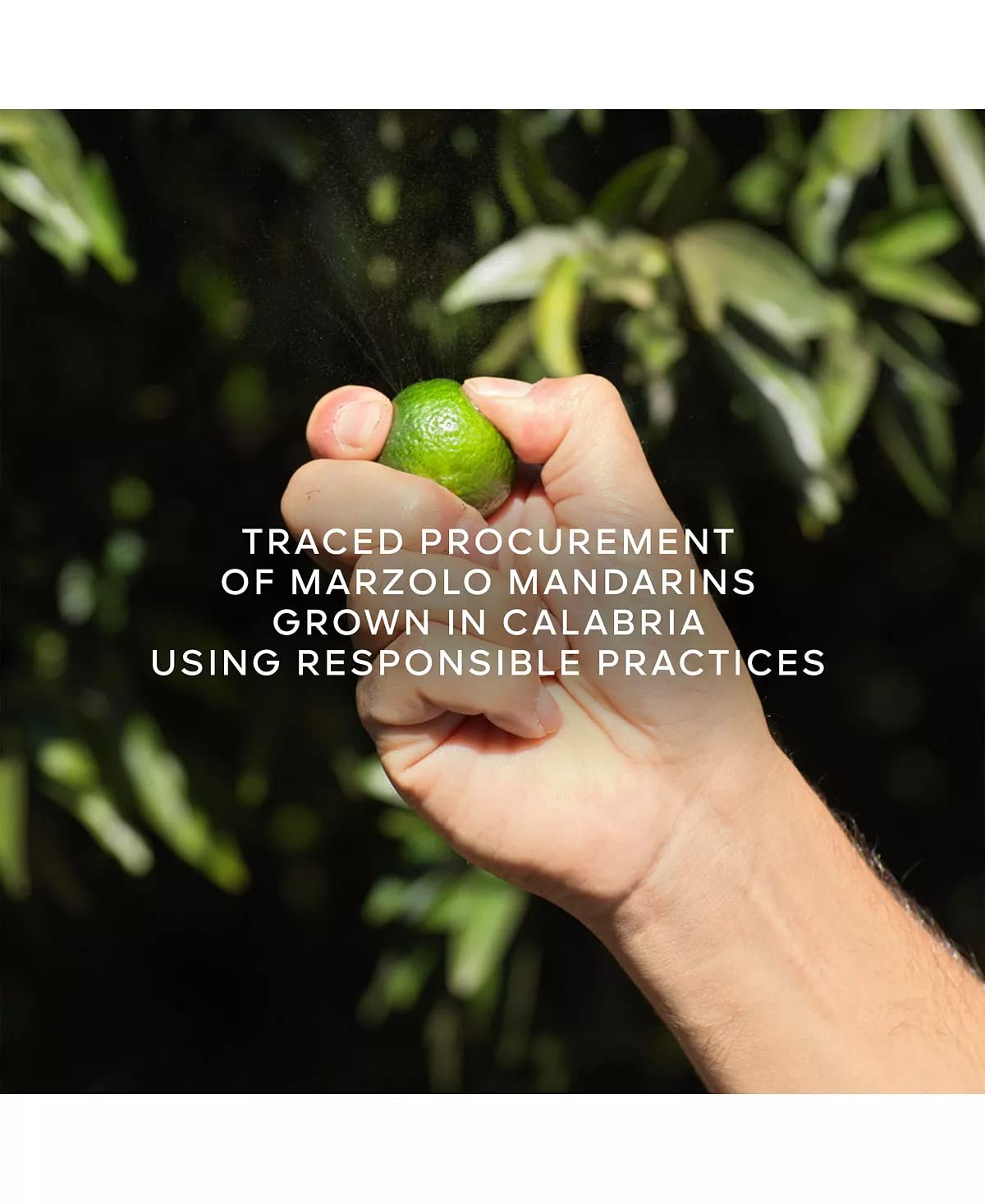 Guerlain Aqua Allegoria Harvest Mandarine Basilic For Women EDT 4.2 oz - Thumbnail 2