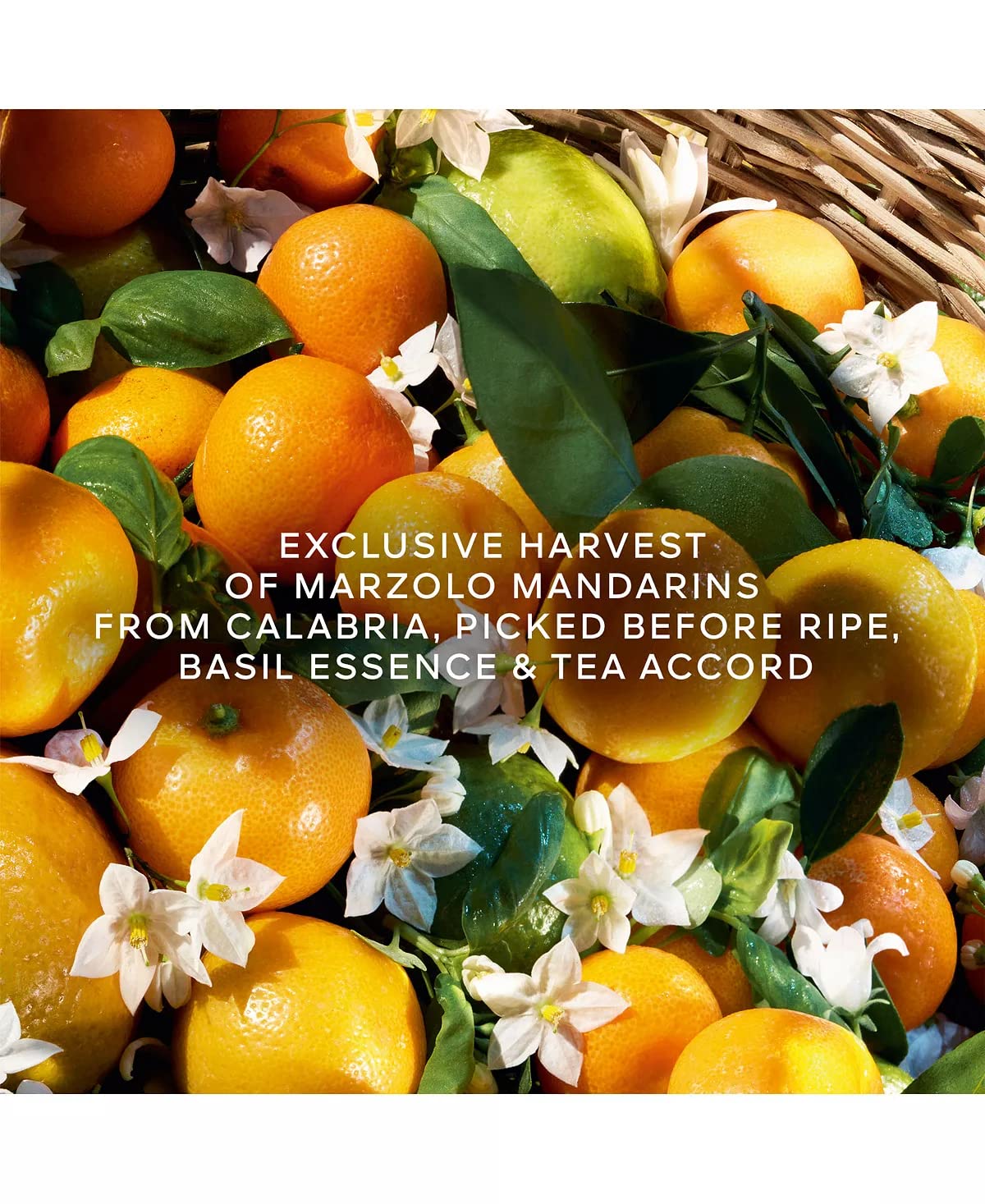 Guerlain Aqua Allegoria Harvest Mandarine Basilic For Women EDT 4.2 oz - Thumbnail 3