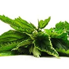 Koils B/n Euca Lav Cleanse 8 oz - Thumbnail 3