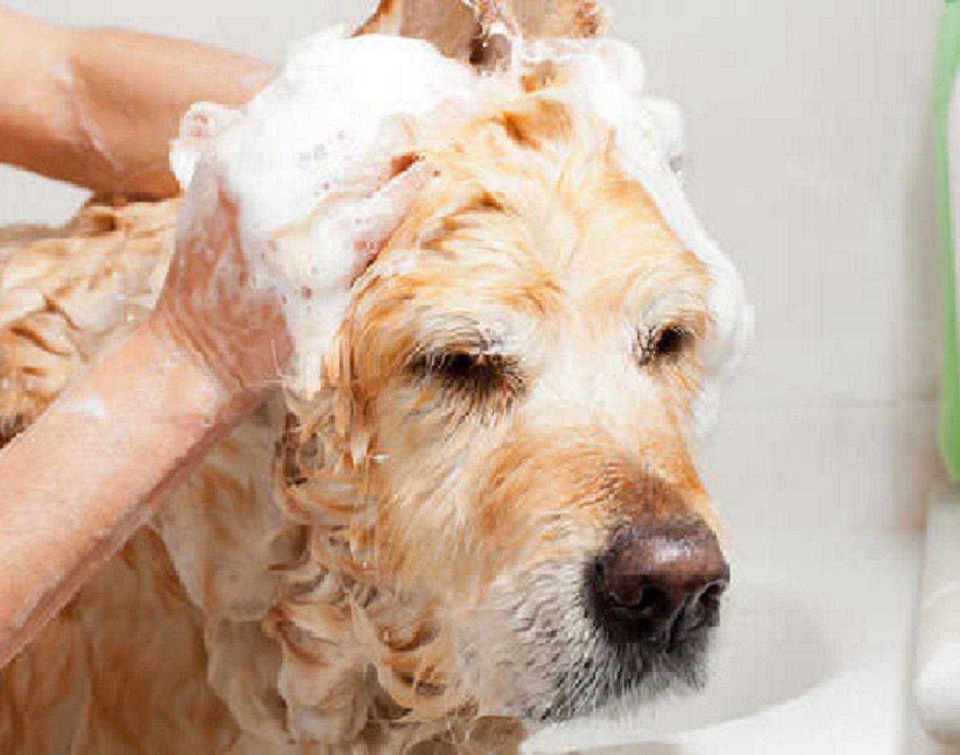 Natural Shampoo Doggie Fresh...tearless de Tangling Gentle Cleansing Fresh 16 oz - Thumbnail 3