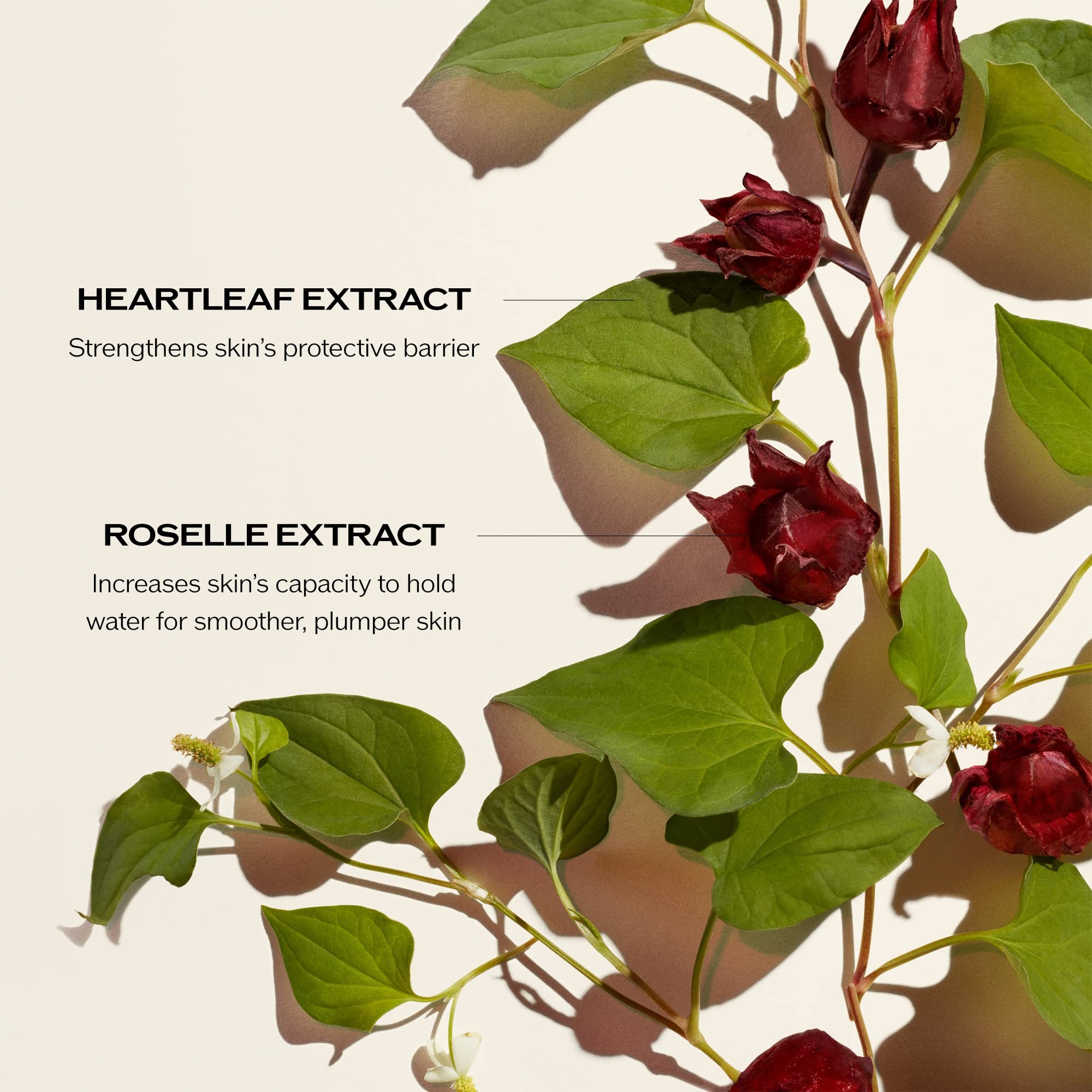 Shiseido Ultimune Power Infusing Concentrate Antioxidant Anti Aging Face Serum - Thumbnail 3