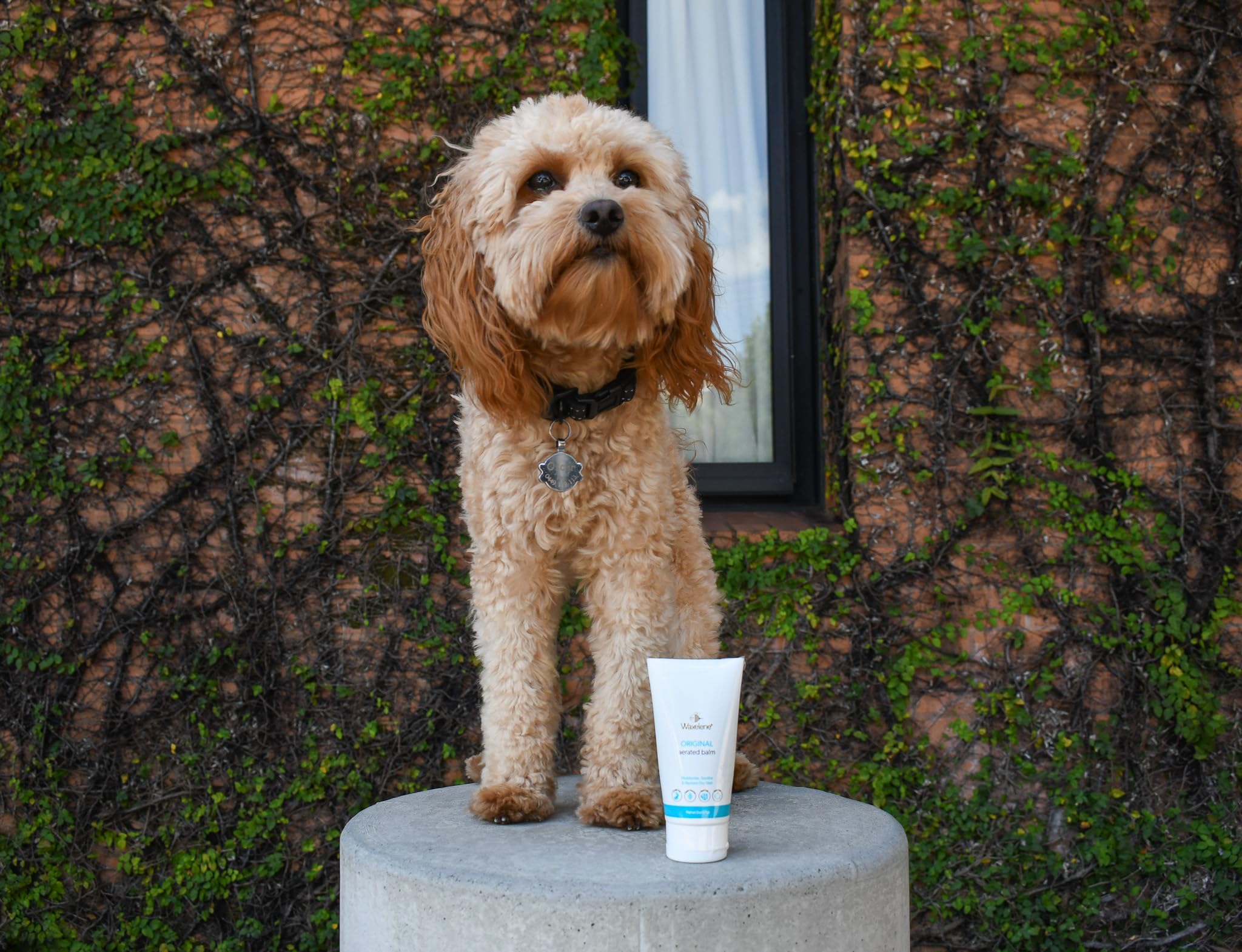 Waxelene Multipurpose Ointment Travel Tube Organic Aerated Balm the Petroleum - Thumbnail 2